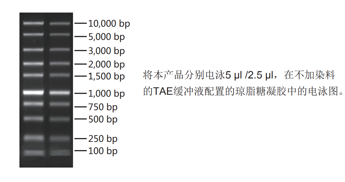 SuperStain DNA Marker（康为世纪CW2641）.png